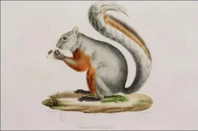 Un serpent peut attaquer un cureuil, mais un cureuil peut-il attaquer un serpent ?