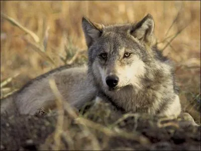 Le loup vit...