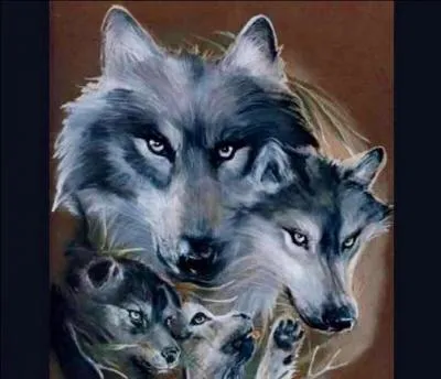 Le loup est l'anctre du...