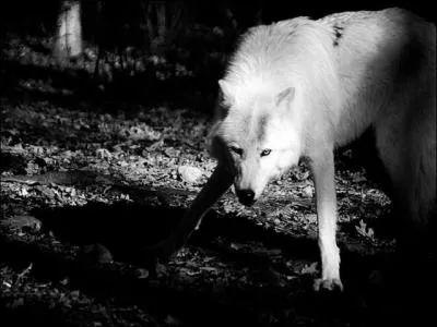 Lorsque qu'ils chassent, les loups...