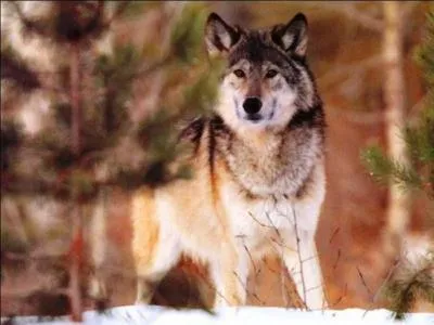 Si un loup croise un humain, il...