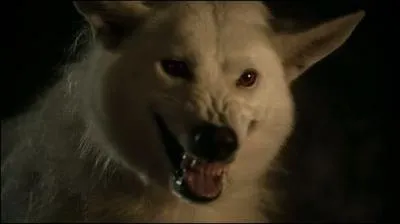 Comment se nomme le Loup gant de Jon Snow ?