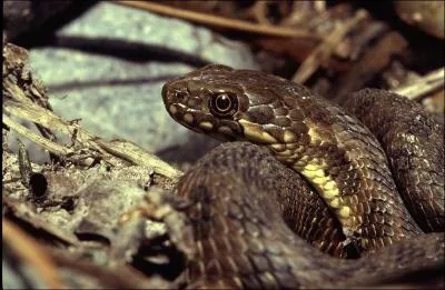 Quel est ce serpent ?