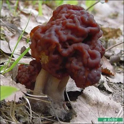 Deux chamignons, l'un est excellent, l'autre est très toxique. Lequel est-ce ici ?