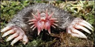 C'est vident, c'est une taupe normale avec un truquage pour rendre la photo plus drle.