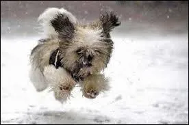 Le chien retombe toujours sur ses pattes.