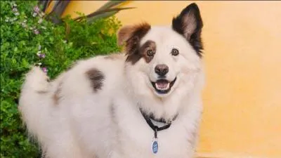 Qui joue la voix de Stan ?