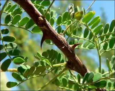 L'acacia pique-t-il ?