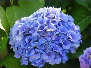 Quelle est cette fleur ?