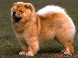 Quelle est la race de ce chien chinois ?