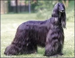 Ceci est un lvrier mais de quelle race ?