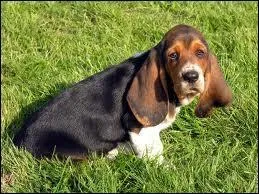 Ceci est un basset mais de quelle race ?