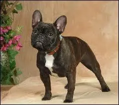 Quelle est cette sorte de bouledogue ?