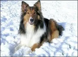 Quel est le vrai nom de ce chien ?