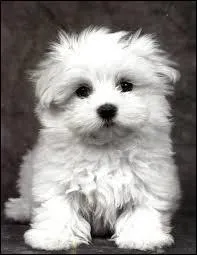 Quelle est cette sorte de bichon ?