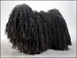 Quelle est la race de ce chien ?