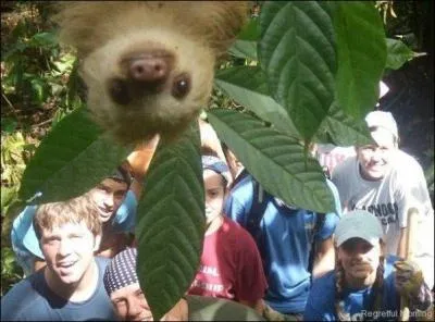 Quel animal voyez-vous sur cette photo ?