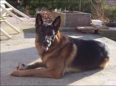 Quelle est la race de ce chien ?