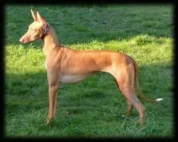 Quelle est la race de ce chien ?