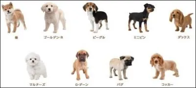 Quelle proposition des noms de tous ces chiens est-elle bonne ?