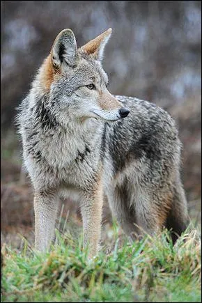 Sur quel continent peut-on rencontrer un coyote sauvage ?