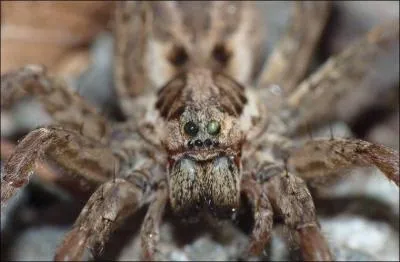 Laquelle n'est pas une araigne ?