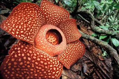 La plus grosse fleur vraie du monde peut peser jusqu' 11 kg. Vrai ou faux ?