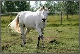 Quelle est cette robe ?