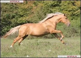 Quelle est cette robe ?