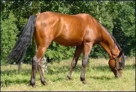 Quelle est cette robe ?