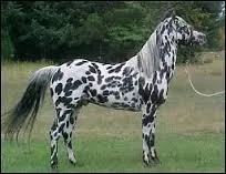 Quelle est cette robe ?