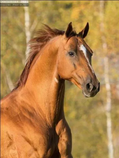 Avec quel cheval Pierre Durand fait-il sa premire rencontre ?