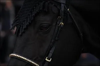 A quelle race appartenait le petit cheval noir ?