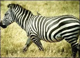 Si un zbre et un cheval s'accouplent, le petit se nommera  zbrule .