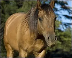 Quelle est cette marque blanche ?