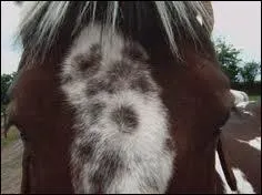 Quelle est cette marque blanche ?