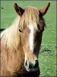Quelle est cette marque blanche ?