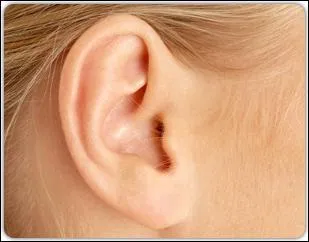 On s'en sert pour entendre. Ce sont les ...