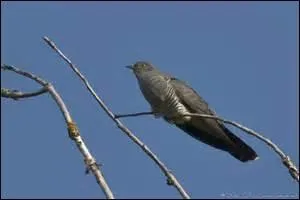 Quel est cet oiseau ?