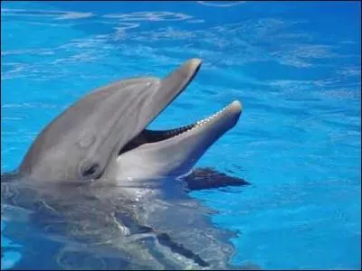 Quel est cet animal ?