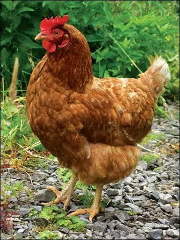 Quel est cet animal ?