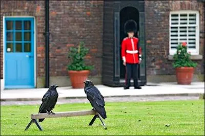 Dans cette ville, tu peux voir des oiseaux rares, les grands corbeaux !