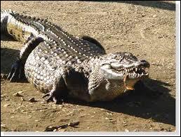 Quel est le nom de ce crocodile ?