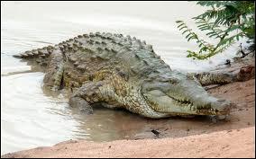 Comment appelle-t-on ce crocodile ?