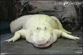 Quelle est cette espce ?