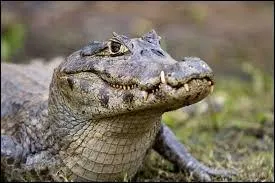 Quel est le nom de celui-ci ?