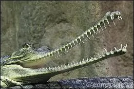 Comment appelle-t-on celui-ci ?