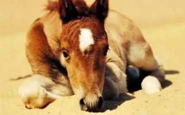 Quiz Galop 1