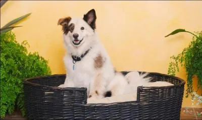 Doggyblog : qu'est-ce que ce chien fait de spcial ?