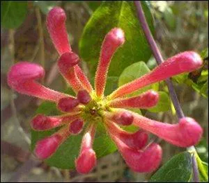 Restons dans les plantes avec ce trs beau spcimen de chvrefeuille.